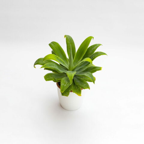 Agave attenuata