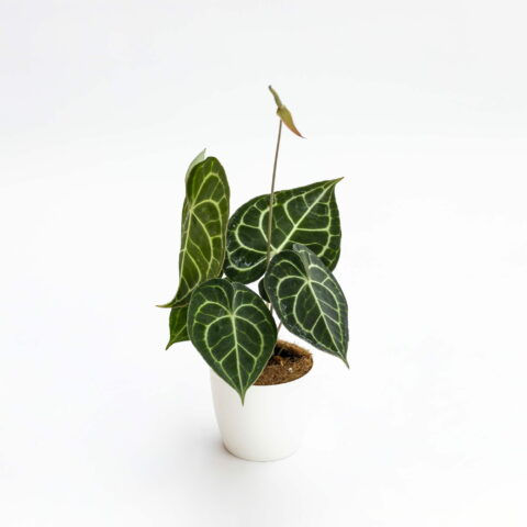 Anthurium clarinervium