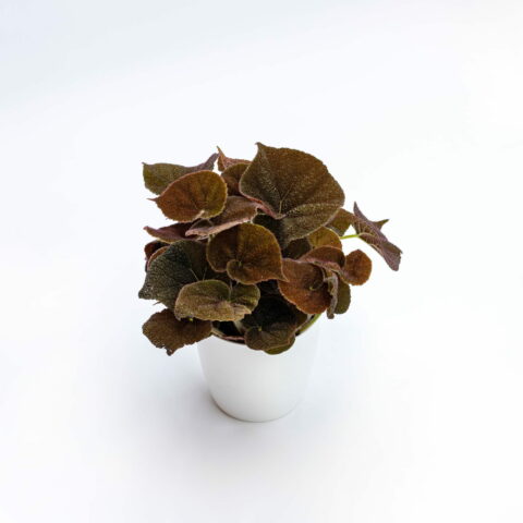 Begonia masoniana "River"
