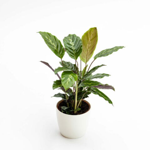 Calathea majestica "Maui Queen"