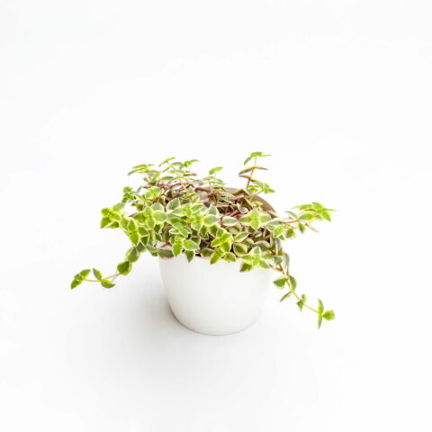 Crassula marginalis