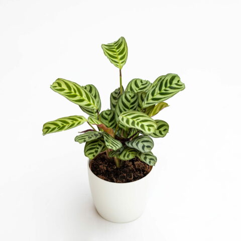 Ctenanthe burle-marxii