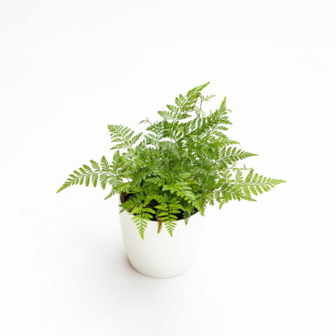 Davallia fejeensis