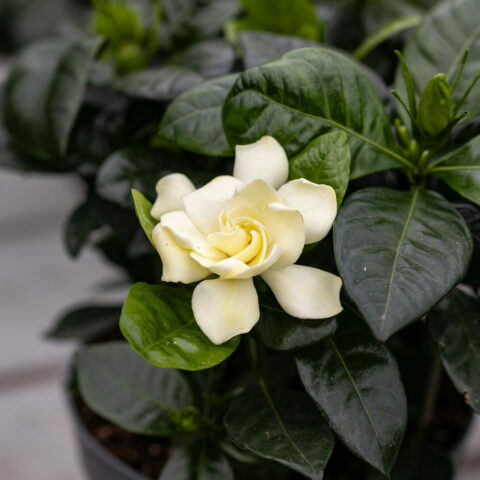 Gardenia jasminoides