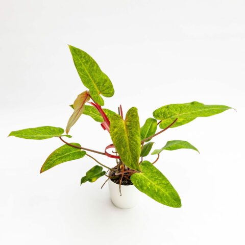 Philodendron "Painted Lady"