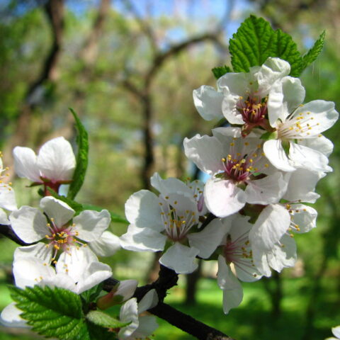 Prunus tomentosa