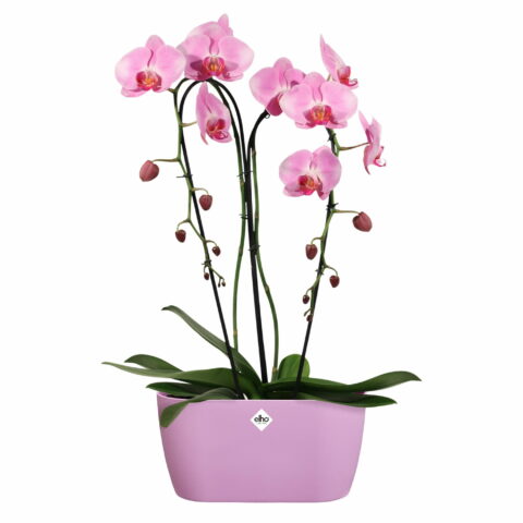 Vaso BRUSSELS ORCHID DUO Elho