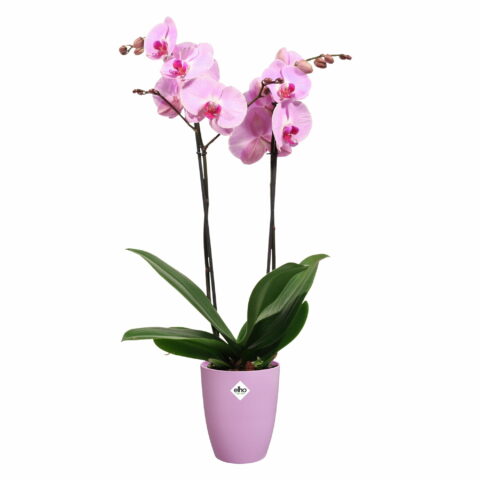 Vaso BRUSSELS ORCHID HIGH Elho