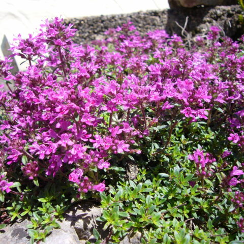 Thymus serpyllum "Coccineus"