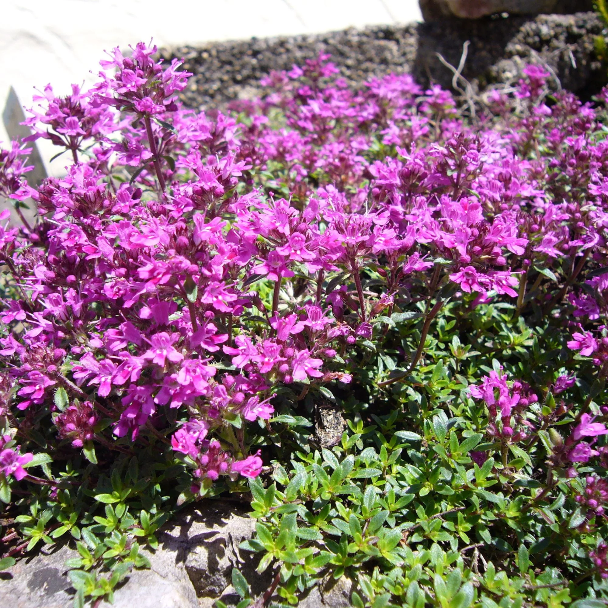 Thymus serpyllum "Coccineus"