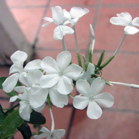 Plumbago capensis "Alba"