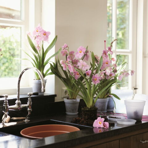 Vaso GREEN BASICS ORCHID - Elho