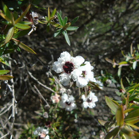 Leptospermum scoparium "Snow White"