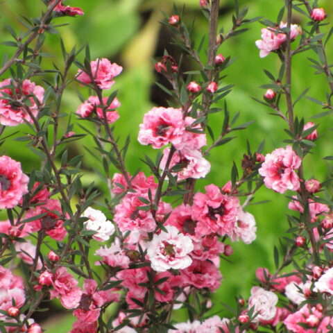 Leptospermum scoparium in variet
