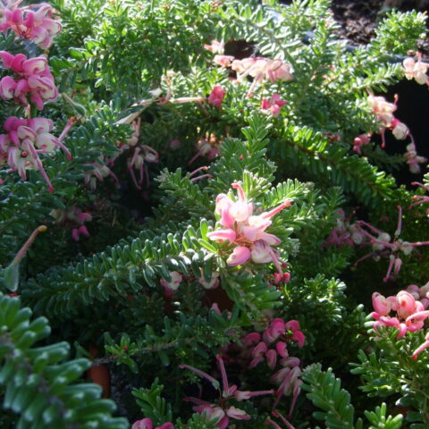 Grevillea lanigera "Mount Tamboritha"