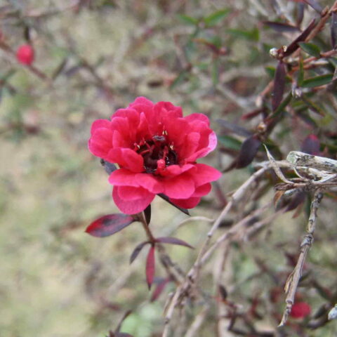 Leptospermum scoparium "Ruby Glow"