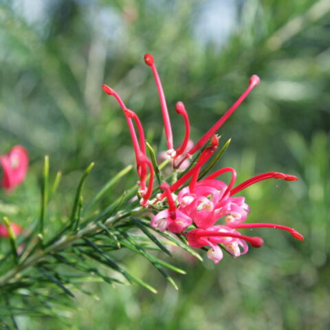 Grevillea juniperina