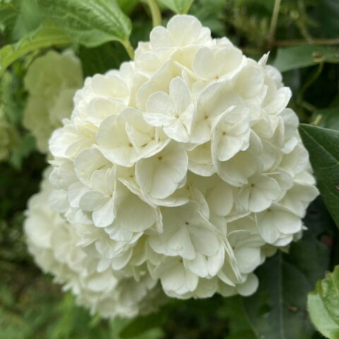 Viburnum opulus