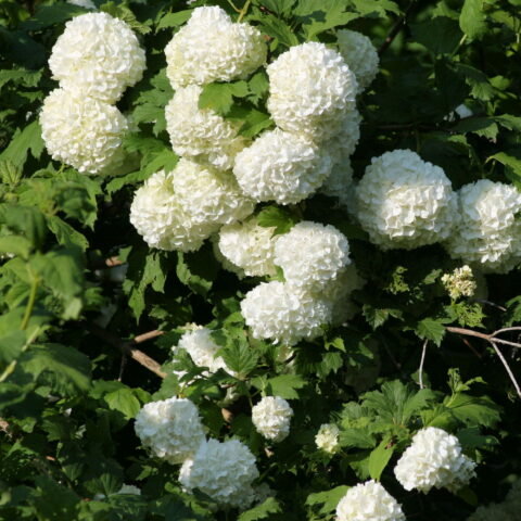 Viburnum opulus "Roseum"
