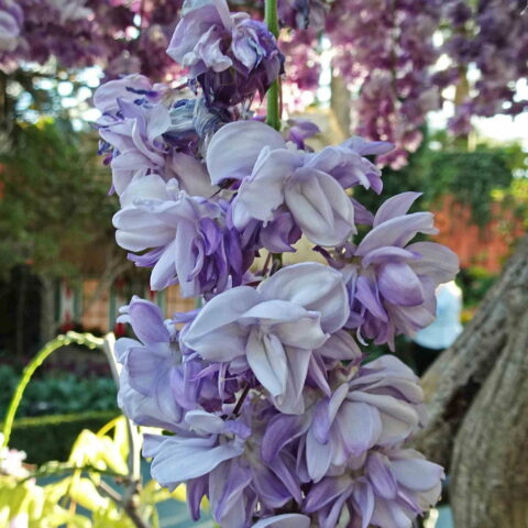 Wisteria floribunda "Violacea Plena" o "Black Dragon"