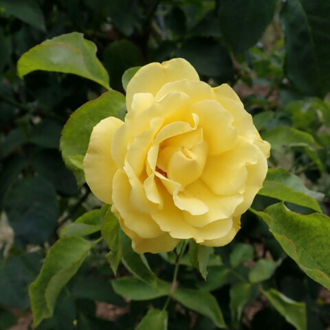Stella Dorata