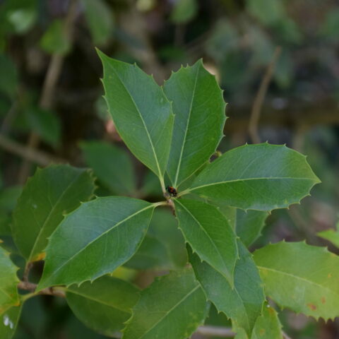 Osmanthus armatus