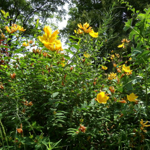 Hypericum x moserianum