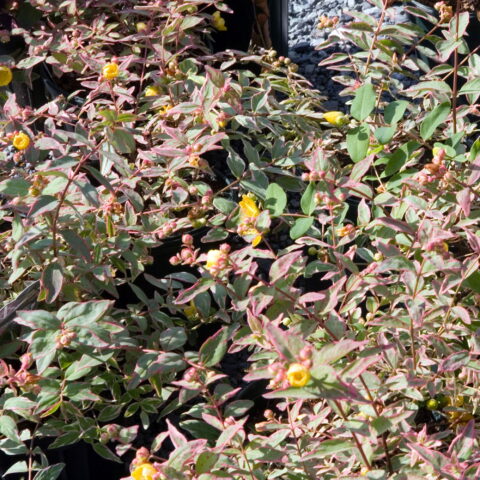 Hypericum x moserianum "Tricolor"