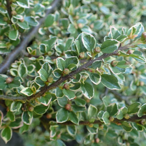 Cotoneaster horizontalis "Variegatus"