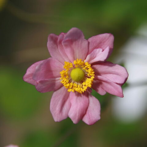 Anemone x hybrida "Serenade"