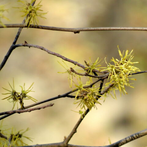 Hamamelis virginiana