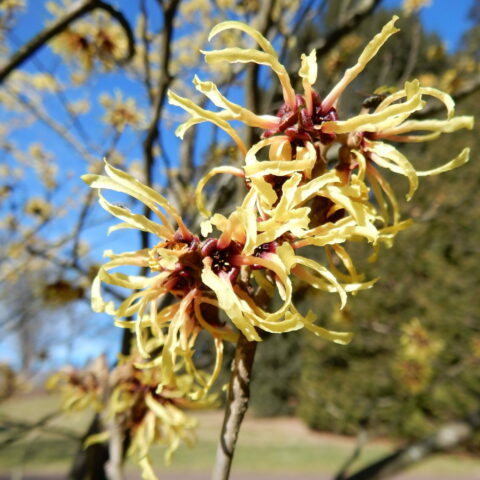 Hamamelis x intermedia "Primavera"