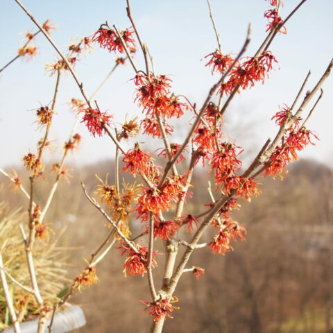 Hamamelis x intermedia "Rubin"
