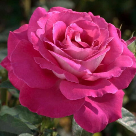 Baronne de Rothschild
