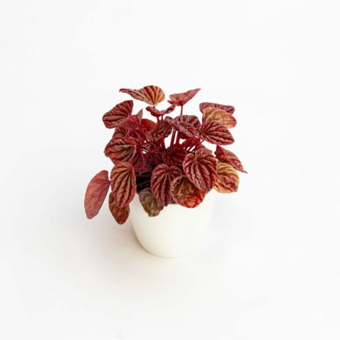 Peperomia caperata "Quito"