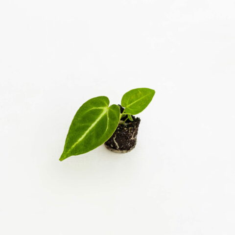 Anthurium crystallinum Baby Plant