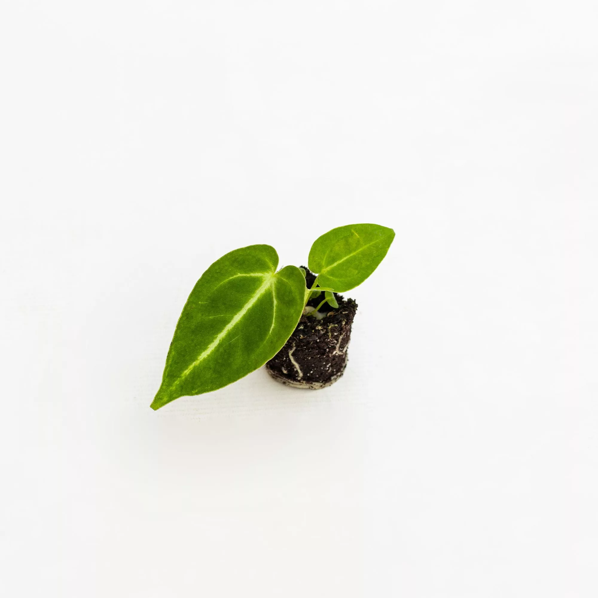 Anthurium crystallinum Baby Plant