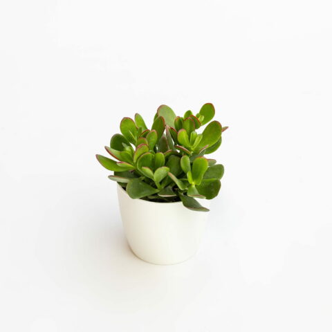 Crassula ovata