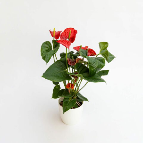 Anthurium andreanum