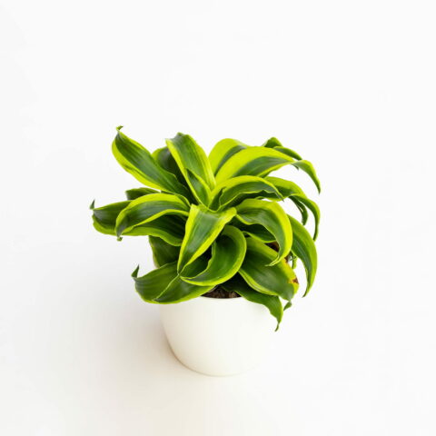 Dracaena fragrans "Tornado"