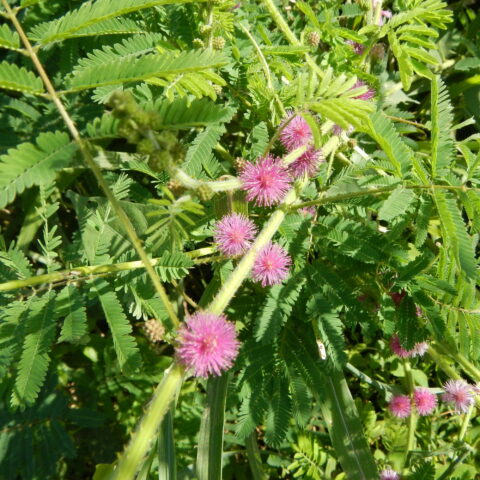 Acacia sensitiva