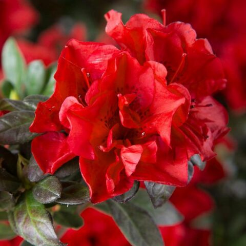 Azalea Encore "Autumn Fire"
