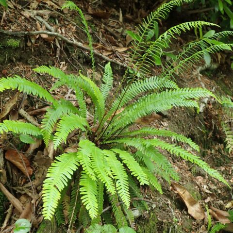 Blechnum spicant