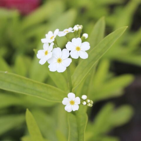 Myosotis scorpioides "Alba"
