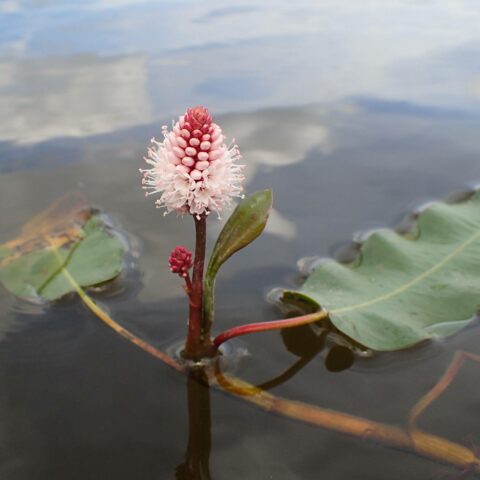 Persicaria amphibia