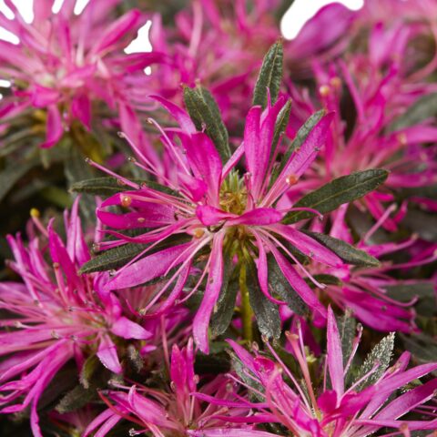 Azalea mollis "Starstyle Lila"