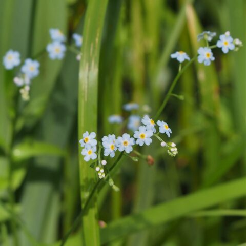 Myosotis scorpioides