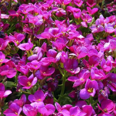 Arabis caucasica "Little Treasure Deep Rose"