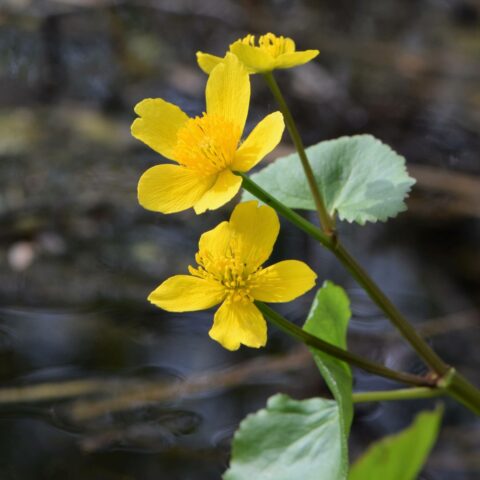 Caltha palustris