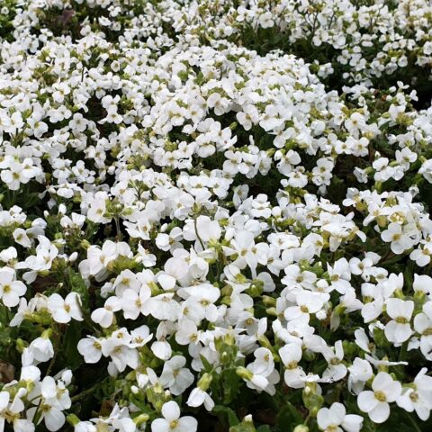 Arabis caucasica "Little Treasure White"